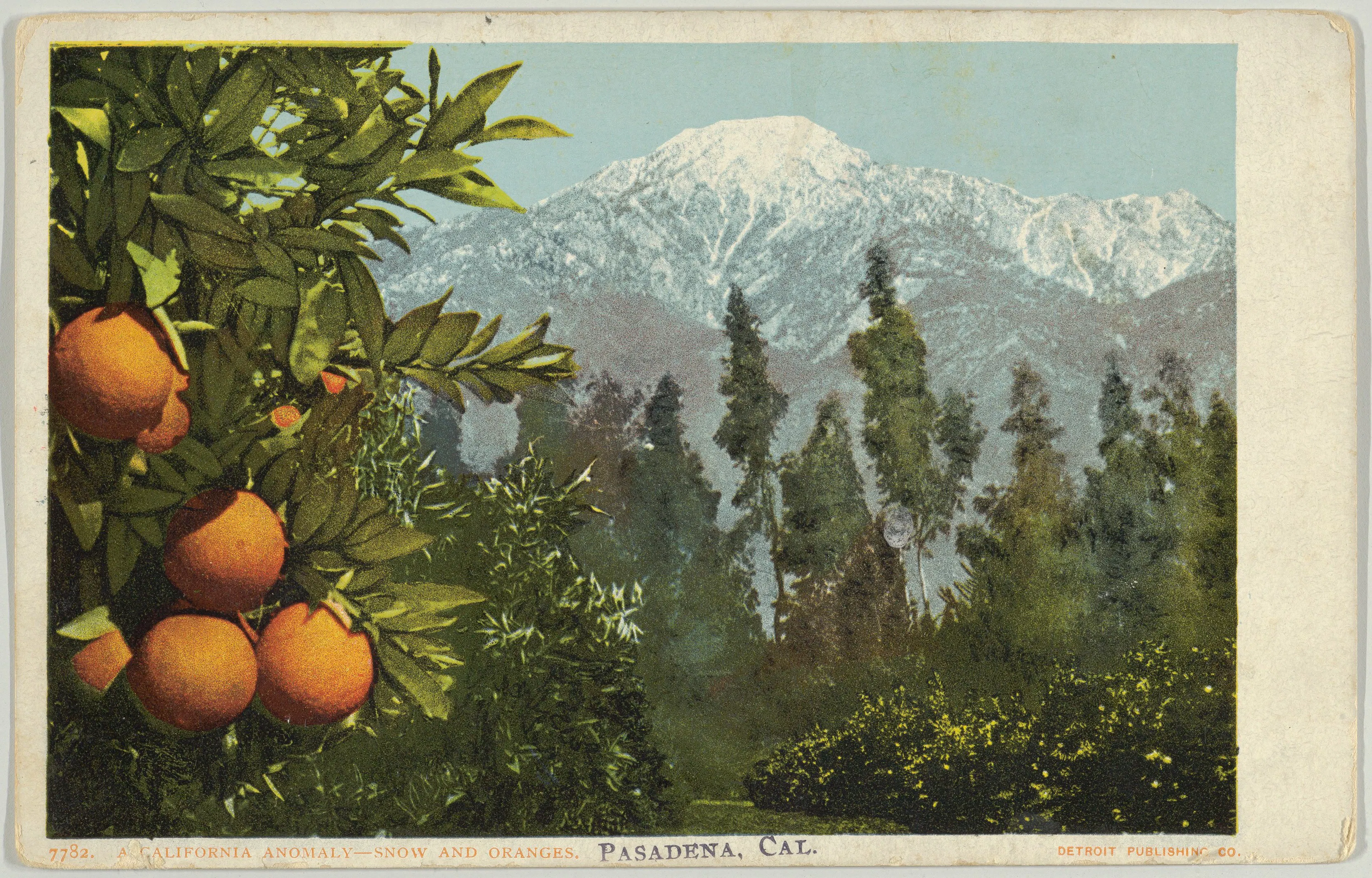 A California Anomaly, Snow and Oranges, Pasadena, California, No. 7782