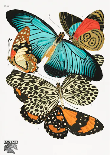 E.A. Séguy’s vintage butterflies (1925) insect illustration.