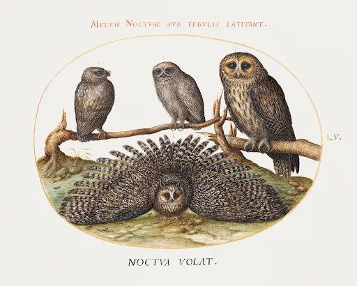 Four Owls (1575-1580) by Joris Hoefnagel.