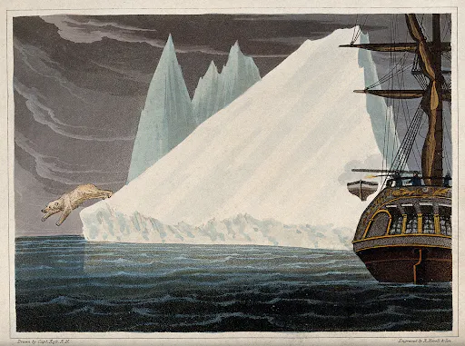A polar bear plunges into the sea by R. Havell and J. Ross.