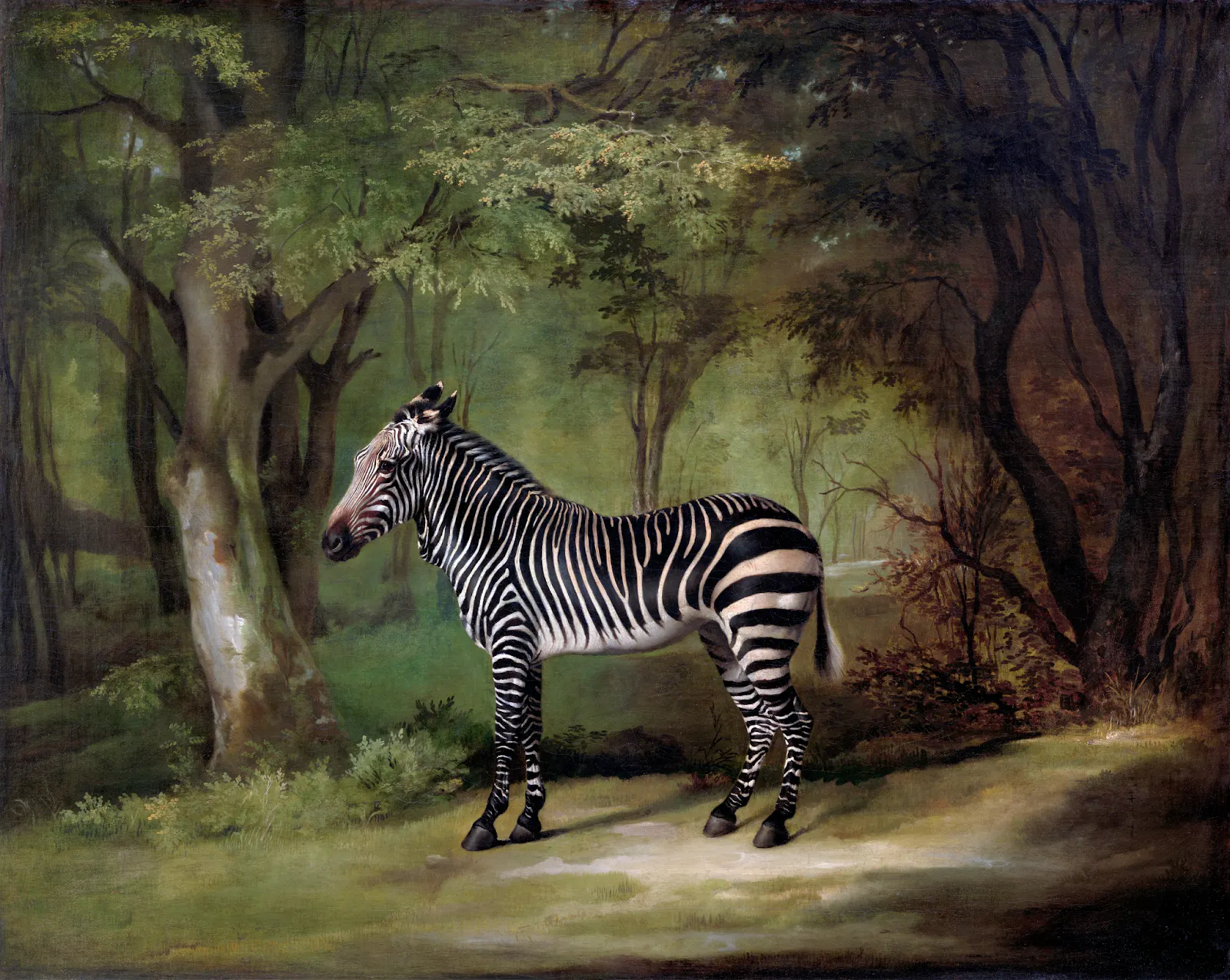 Zebra (1763) painting by George Stubbs.