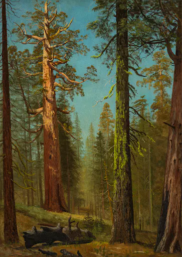 The Grizzly Giant Sequoia, Mariposa Grove, California by Albert Bierstadt.