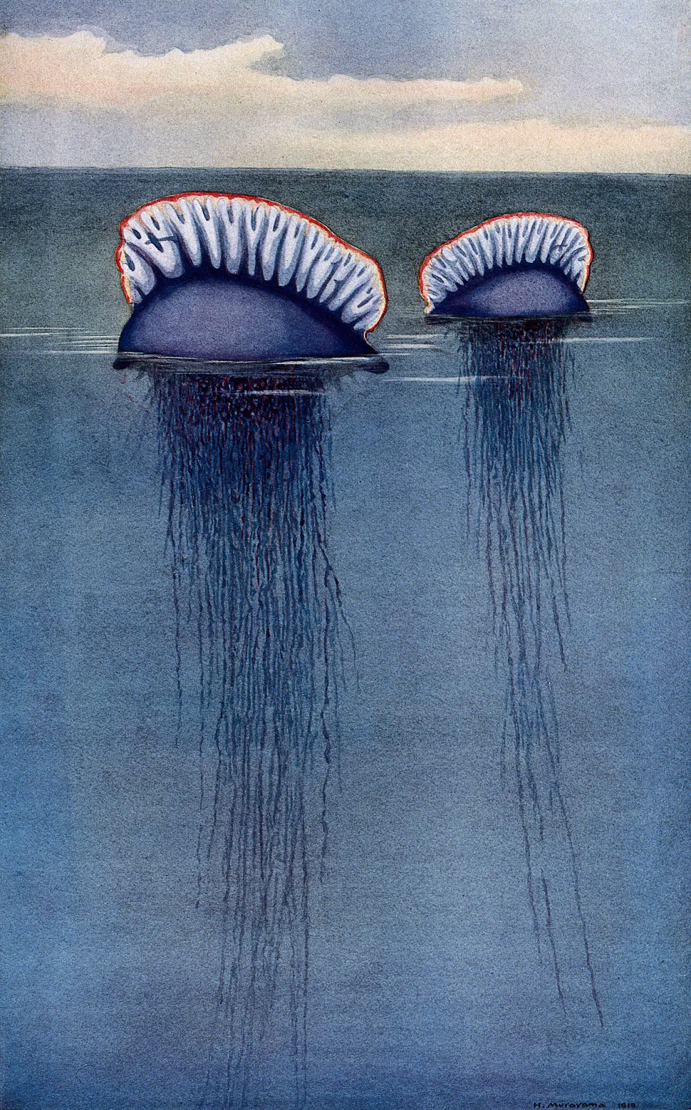 Two Portuguese man o’ war by H. Murayama.