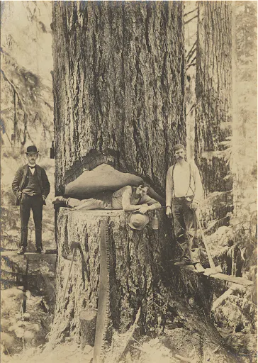 Undercut Falling a Fir Tree by J F Ford.