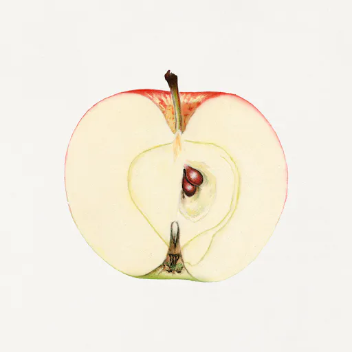 Vintage apple illustration. U.S. Department of Agriculture Pomological Watercolor Collection.