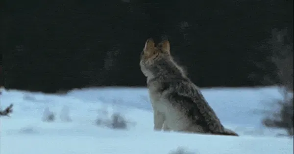 wolfhowl.gif